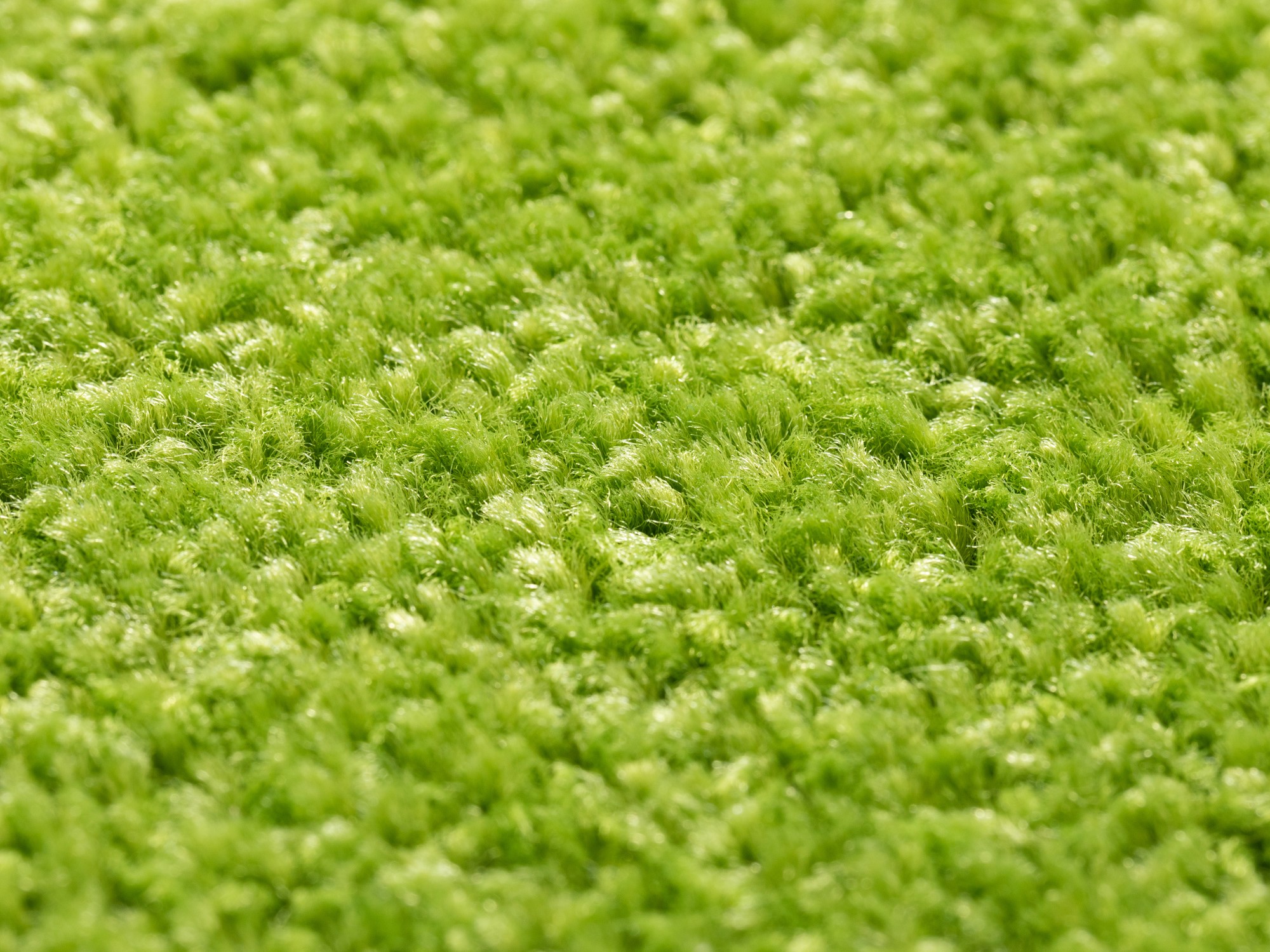 Läufer Ibiza Läufer Ibiza