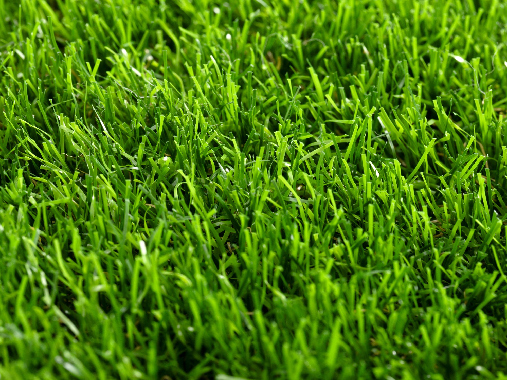 Kunstrasen Teppich Java