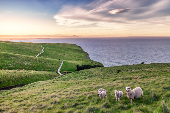 Schafe Neuseeland